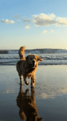 Golden Retriever walks on wet beach in North Kuta