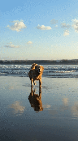 Golden Retriever walks on wet beach in North Kuta