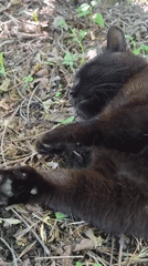 Black cats rest on rock and grass in Russia