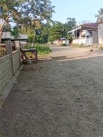 The video shows a dirt road in a rural area. On the left side of the road is a low brick wall with some wooden planks. Next to the wall is a wooden bench. Behind the bench are some plants and trees. On the right side of the road are some houses and more trees. There are two chickens in the middle of the road. The sky is blue and clear. The video is filmed from a low angle, looking down the road.