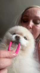 Pomeranian plays with pink hair tie indoors in Russia