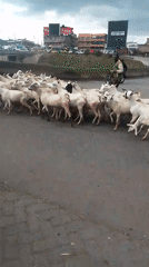 Goat herd crosses busy Nairobi street, stops traffic