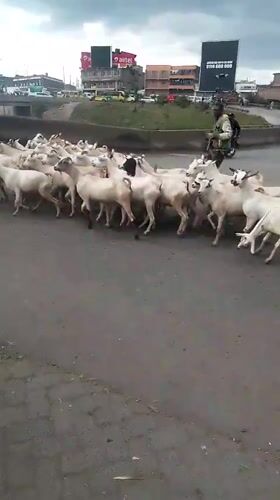 Goat herd crosses busy Nairobi street, stops traffic