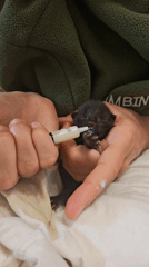 Newborn kitten rescued and bottle-fed in Ukrainian town