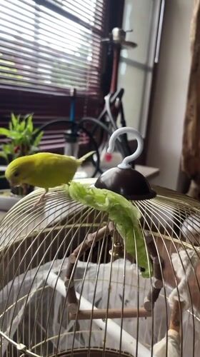 Yellow budgie snacks on lettuce atop a golden birdcage indoors