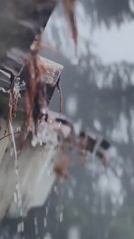 The video shows a close-up of water dripping from a surface, possibly a roof or overhang, with dried leaves and twigs caught on the edge. The background is blurred and appears to be an outdoor environment, possibly a forest or wooded area, with muted green and gray tones suggesting overcast or rainy weather. The focus is on the water droplets falling and the textures of the organic material.