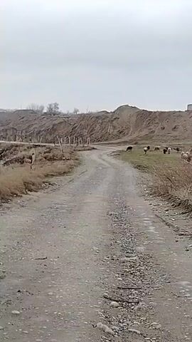 The video shows a dirt road stretching into the distance, with sheep grazing in the field to the right. The sky is overcast. A series of wooden posts are partially visible on the left side of the road, appearing old and weathered. The landscape is hilly, with a dirt embankment running alongside the road. The ground is covered with dry grass and scattered rocks. Audio is present.