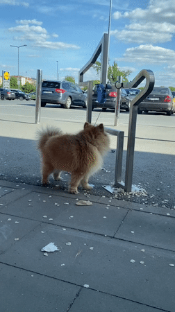 Small dog tethered to bike rack in Novi Sad