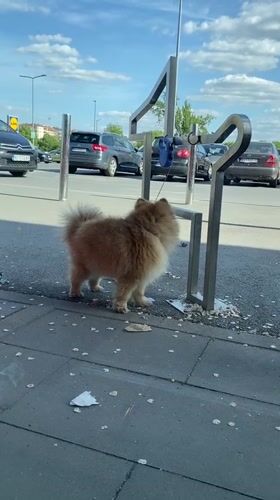 Small dog tethered to bike rack in Novi Sad