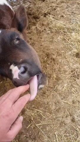 A hand is held out to a calf, which is lying down and licking the hand. The calf is brown and white with a white triangle on its forehead and a heart-shaped white spot on its nose. The calf is lying on a muddy surface with scattered straw. Another calf, partially visible, is standing nearby.