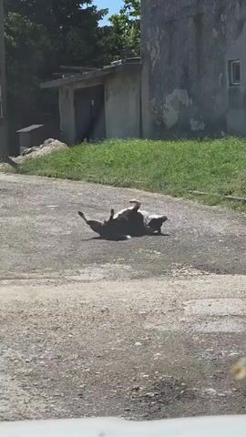 A dog is lying on its back on a paved road. The dog is black and white. The background includes a grey building, a small outbuilding, grass, and trees. The sky is blue.