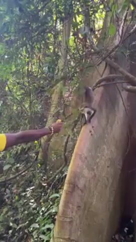 A person in a forest holds out some food to a monkey. The monkey is on the side of a large tree. The person extends their arm towards the monkey with the food in their hand. The monkey is gray and white. The forest appears dense and green.