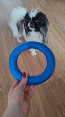 Woman uses LED therapy mask, dog plays with toy in Izhevsk