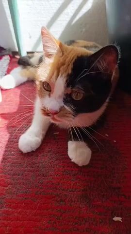A calico cat lies on a red carpet, looking forward. The cat has patches of white, orange, and black fur. Its front paws are white. Sunlight illuminates the cat's face.
