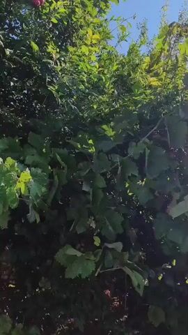 The video shows a dense bush with green leaves under a clear blue sky. The camera pans across the foliage, revealing a vibrant green canopy. There is a hint of a red fruit visible towards the upper center of the frame, partially obscured by leaves. The lower part of the video shows a grey path and a black hose lying on the ground. Sunlight filters through the leaves, creating a dappled effect.