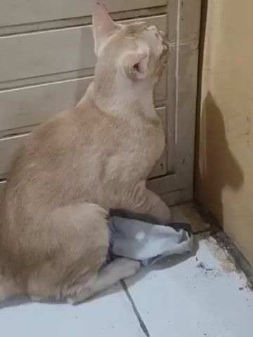 A light brown cat sits on a gray fabric object next to a beige wall. The cat looks to its right and then down to its left. The cat has light brown eyes and a small cut or indentation on its left ear. The wall to the cat's right is also beige. The floor is tiled.
