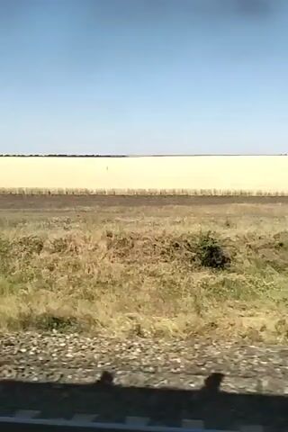 The video shows a view from a moving vehicle, likely a train, passing by a flat, open landscape. The foreground consists of a grassy area with some scrubby bushes, and what appears to be a railroad track. Beyond the grassy area is a vast, pale yellow field, likely a crop such as wheat or corn, stretching to the horizon. The sky is clear and blue. The camera is angled slightly downwards, capturing the texture of the ground and the blur of motion from the passing scenery. There are no people or significant structures visible in the frame. The overall impression is one of a rural, agricultural environment under a bright, sunny sky.