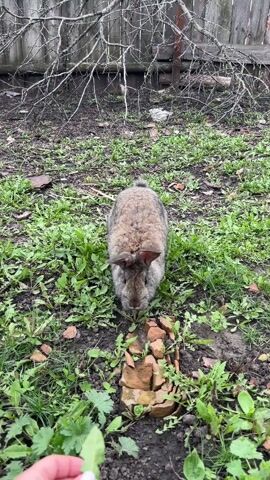 The video shows a gray rabbit sitting on the ground in a grassy yard with some scattered dead leaves and twigs. A woman's hand extends into the frame, offering a single green leaf to the rabbit. The rabbit leans forward slightly towards the leaf but does not take it. Some broken brick pieces are on the ground near the rabbit. A bare tree is visible in the background behind a fence.