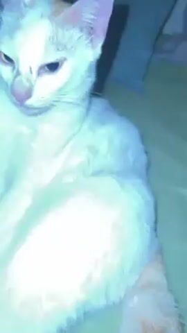 The video shows a close-up of a mostly white cat with patches of orange fur on its head and tail. The cat is lying down on a light green surface, possibly a bed or blanket. Its eyes are closed, and it appears to be sleepy or resting. The camera moves slightly, focusing on the cat's face. The overall lighting is somewhat dim.