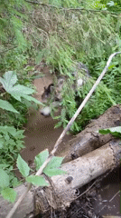 Person and husky dog play in muddy stream in Russia