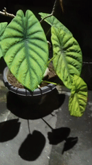 Quiet moments with pet cat and houseplant documented in North Kuta