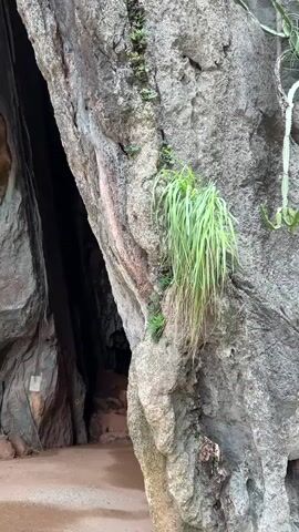 The video pans upwards along a narrow, dark crevice between two large, weathered rock formations. The rocks are rough and textured, with streaks of mineral deposits in various colors, including reddish-brown and gray. Lush green grass and small plants grow in patches on the surface of the rocks, particularly around the entrance to the crevice. The crevice itself is dark and appears to recede into the rock face, with some rocks and debris visible at its base. The ground in front of the crevice is sandy or dirt. The lighting suggests an outdoor environment, possibly a natural cave or a deep fissure in a rocky landscape.