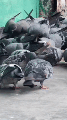 Pigeons feeding and taking flight in Vashisht streets