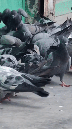 Pigeons feeding and taking flight in Vashisht streets