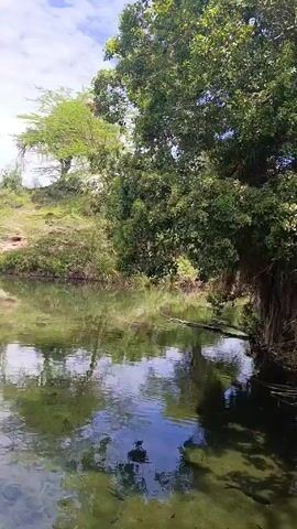 The video opens with a shot of a calm, clear river. Trees with lush green foliage line the bank, with some trees overhanging the water. Tall grass-like plants also grow along the river's edge. The sky is partly cloudy, and the reflection of the trees and sky can be seen in the water. A log floats in the water near the bank. The scene is peaceful and natural. In the background, indistinct voices can be heard.