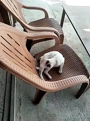 A medium shot shows a white cat with black markings laying on a brown plastic wicker chair. It is grooming itself, scratching behind its ear with its back leg. Another similar chair can be seen behind it. The chairs are located outside on a gray concrete surface next to a building.