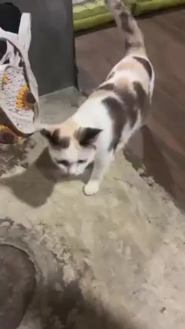The video shows a tan and white cat standing on a stone floor, looking up at the camera. Behind the cat is a canvas bag with sunflower illustrations. The cat turns its head, then walks out of frame. The camera follows the cat as it walks.