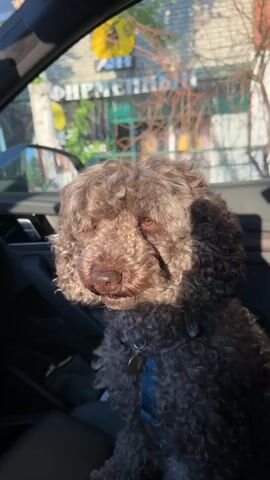 A brown, curly-haired dog, possibly a poodle or poodle mix, is sitting in a car. The dog is wearing a blue collar with a tag. Strong sunlight streams through the car window, illuminating the dog's face and casting shadows. The dog appears calm and is looking forward, slightly to its left.

Through the car window, in the background, a building is visible. Some Cyrillic text can be seen on the building, part of which reads "ФИРМЕННЫЙ" (FIRMENNYY), suggesting a branded establishment like a shop or business. Trees and foliage are also visible outside. The bright sun indicates it is daytime, either morning or late afternoon. The scene takes place in Yemelyanovo, Russia. The video begins with a wider shot of the dog and then zooms in for a close-up of its face.