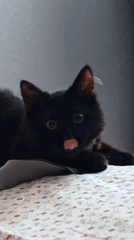 Black cat at home: lounging, peeking, and batting at toys