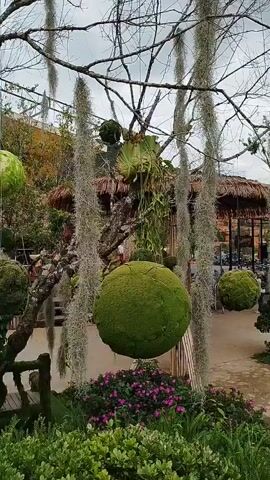 The video pans across an outdoor scene featuring lush greenery and hanging decorative moss balls. In the foreground, a large, spherical moss ball is suspended from a tree branch, alongside other hanging moss balls and plants. The background reveals thatched-roof buildings and more greenery. Several large, smooth rocks are scattered throughout the landscape. People are visible in the distance, walking around the buildings and pathways, indicating this is a public space, possibly a garden or park. The sky is overcast, suggesting a cloudy day.