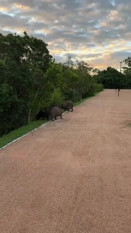 The scene features a group of four capybaras near a road. They are near the edge of a tree line, eating grass. The road is reddish-brown. In the background, there are trees and a cloudy sky. A few light poles are also visible further down the road.