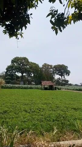 The video shows a serene landscape with a lush green field in the foreground. In the middle ground, a small thatched-roof hut stands amidst several large trees. The background features more trees and a bright sky. The camera appears to be stationary, capturing the tranquil rural scene. The footage has a slight graininess and the lighting suggests a sunny day. There are no people or animals visible in the frame. The vegetation appears healthy and abundant, indicating a potentially agricultural or natural environment. The framing of the shot includes foliage in the top corners, framing the view of the field and hut.