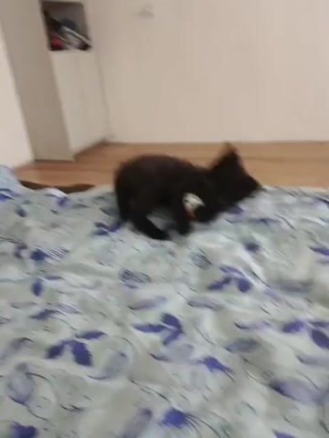 A small, fluffy black kitten with a red collar and a white and black plush toy is shown on a light blue comforter with a floral pattern. The kitten is in the center of the frame, facing to the right, with its body hunched and its head turned to the left. The kitten then turns its head to the right and leaps out of frame. The background shows a light-colored wall and a wooden floor, with a white cabinet on the left side of the frame.