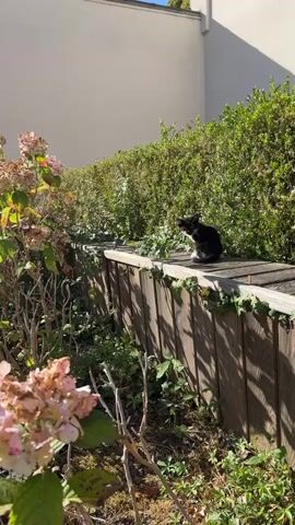 A black and white kitten sits on a wooden fence post in a garden, grooming itself. The kitten is in the foreground and is facing away from the camera. The garden is in the background and is filled with green bushes and plants. The sun is shining and casting shadows on the ground. The kitten appears to be enjoying the warm weather.