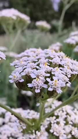 The video shows a close-up, slightly shaky shot of white flowers with yellow centers against a blurred green background. The camera pans slightly up and to the right, revealing more clusters of the same flowers and their green stems and leaves. The lighting suggests it might be evening or overcast.