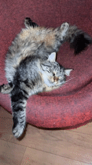Tabby cat completely zonked out on a red armchair