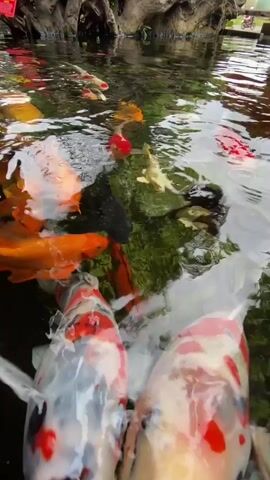 A school of koi fish swims in a pond. The fish are various colors, including orange, white, and red. The water is clear and reflects the sky. Some of the fish are gathered near the surface, appearing to interact with something unseen.