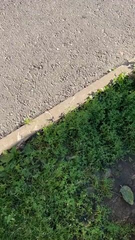 The video begins with a close-up view of the edge of an asphalt path bordering a patch of green grass. The camera then pans to reveal more of the path and grass, before showing a small, fluffy, light-colored dog on a leash being walked on the grass. The dog is wearing a harness. In the background, there is a children's playground with colorful surfaces, swings, and climbing structures. Several pigeons are scattered around the playground. Further in the background, there are trees and a tall residential building. The sun is shining, casting shadows on the ground. The dog is walking away from the camera, towards the playground.
