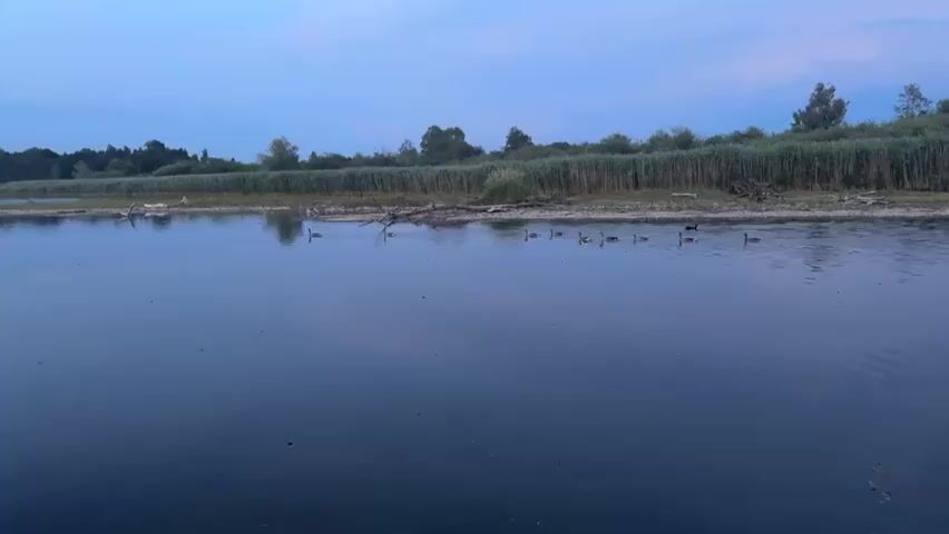 A wide shot captures a serene lake with a flock of geese swimming in a line near the shore. The water is calm and reflects the muted blue of the twilight sky. Tall reeds line the opposite bank, interspersed with trees. The scene appears peaceful and natural.