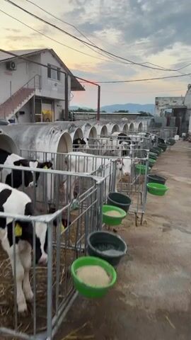 The video displays an outdoor farm setting at what appears to be dawn or dusk, characterized by a colorful sky with hints of orange and pink. A long row of individual metal pens, each housing a young calf, stretches across the frame. Behind each pen is a white, dome-shaped hutch. In front of the pens, green and black buckets containing feed and water are visible. Numerous black and white calves, possibly Holstein-Friesian, are standing within their pens. One calf in the foreground with predominantly white fur and black spots looks directly at the camera. Another black and white calf is seen walking into its hutch. The ground beneath the pens is a mixture of dirt and hay or straw. In the background, farm buildings and structures are discernible. No people are visible.