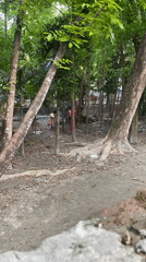 Rural Bangladesh morning: girl portraits, tropical trees captured