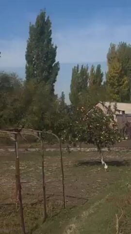 The video shows an outdoor scene on a sunny day. There are green trees and shrubs in the foreground and background. A metal structure is visible in the foreground, possibly a trellis or frame of some sort. In the distance, there are some buildings with pitched roofs. The camera pans up to show a clear blue sky with some light clouds. There are chickens on the ground.