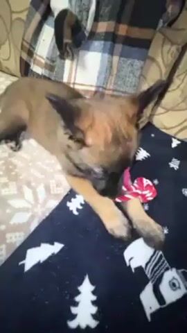 A young, short-haired, brown and black puppy is lying on a cozy surface with various blankets and patterns. The puppy is playing with a red, white, and pink fabric toy. The blankets have different patterns, including snowflakes, Christmas trees, and a design of a person wearing a winter hat and scarf. The background includes a plaid shirt. The overall scene is indoors and appears to be a comfortable resting place for the puppy.