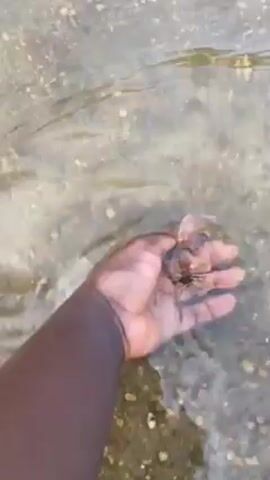 Here is a brief description of the video:

A person with dark skin places their hand in shallow, clear water. The hand is open with the palm facing up. The water is shallow enough to see the pebbles and gravel at the bottom. Small, unidentified objects float around the hand in the water.