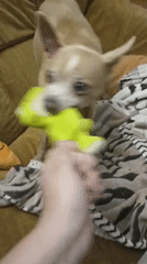 Chihuahua plays, chews, and rests on a couch in Votkinsk