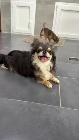 In this media file, a fluffy long-haired chihuahua dog lies on a dark gray tiled floor. The dog is facing to the right with its tongue slightly out and appears relaxed. In the background, two other small dogs, one brown and one tan, are interacting on a beige rug. There are white doors with silver handles visible in the background, suggesting an indoor setting. The lighting appears to be artificial, and the overall mood is calm. The scene is likely indoors, possibly in a home or a pet-friendly establishment. There is no visible text in the media file.